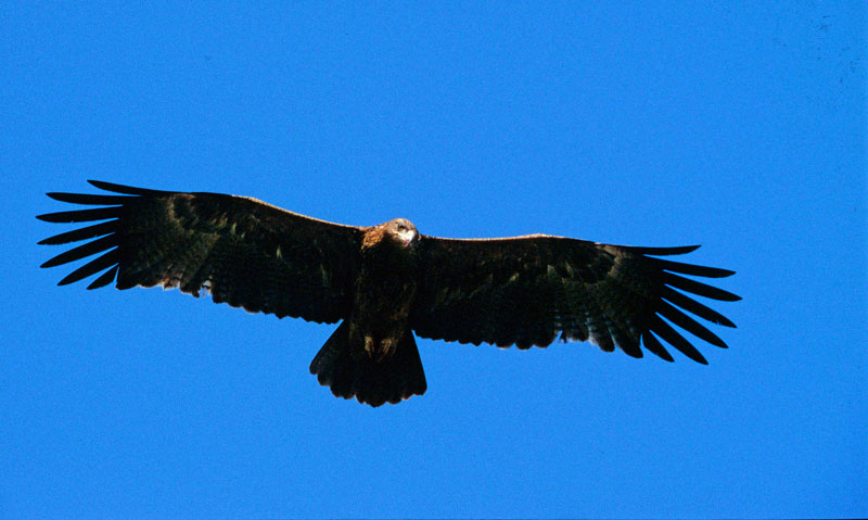 Photographie d'un aigle ravisseur en vol stationnaire