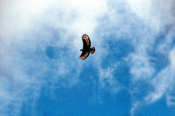 Photographie d'un aigle couronn en vol stationaire