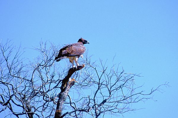 Photographie d'un aigle martial pos dans un arbre
