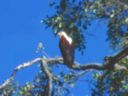 African fish eagle is waiting its prey