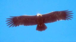 Tawny eagle gliding