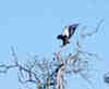 Aigle bateleur aterrissant dans un arbre. Afrique du Sud