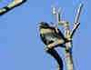 Aigle bateleur pos dans un arbre. Afrique du sud