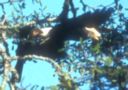 A couple of silverchcked hornbills