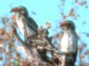 A couple of southern yellowbilled hornbill