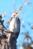 A southern yellowbilled hornbill portrait