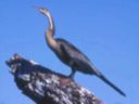 An African darter on a branch which ressembles it