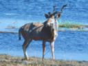Greater Kudu. Botswana