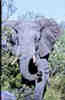 Charging elephant. Sabi Sands