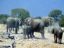 Aprs la baignade, les lphant se poudrent de poussire pour chasser leurs parasites. Namibie