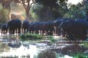 Harde d'lphants venant se dsaltrer. Botswana