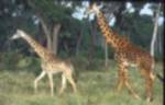A pair of Masai giraffes
