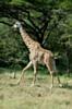 cette girafe s'enfuie en courant. Tanzanie