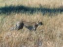 Le gupard avance en se cachant dans les herbes. Botswana