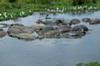 Hippopotames dans un trou d'eau. Tanzanie