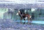 Roan antelope crossing the river
