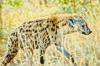 Hyne avec une pine de porc pic plante sur le front. Afrique du Sud