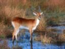A lechwe in its favorite environment