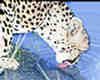 Gros plan sur le portrait du gupard qui boit. Sabi Sands