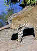 Big male leopard. Sabi Sands