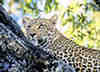 Lopard dans un arbre. Afrique du Sud