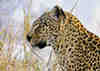 Portrait de lopard. Afrique du Sud