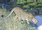 This femelle cheetah is drinking. Sabi Sands