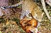Lopard mangeant un Impala. Afrique du Sud