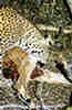Leopard eating an impala. Sabi Sands