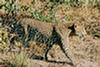 Grand lopard mle. Afrique du Sud