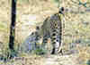 Trois jour plus tard un petit lopard a disparu. Sabi Sands