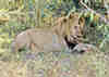 Lion mangeant un  impala. Sabi Sands