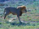 Lion au grand galop. Botswana