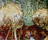 A Coudoux eaten by lioness. Sabi Sands