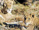 Jeune lion. Sabi Sands