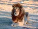 Lion aux aguets. Botswana