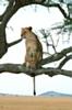 Trs rare: lionne dans un arbre. Tanzanie
