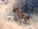 Lionne et ses petits. Botswana