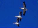 A fine pelican flight