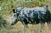 Rhinocros blanc de profil. Motswari