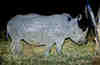 Jeune rhino blanc. Afrique du Sud