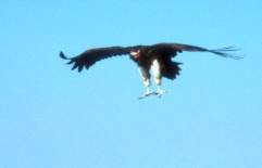 Atterissage d'un vautour Oricou