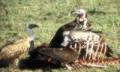 Les vautours se dlectent d'un carcasse