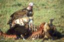 Groupe de vautours autour d'une carcasse. Kenya