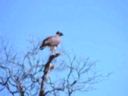Aigle martial  l'affut, dans un arbre. Kenya