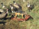This Jackal finds the meal too good to be let to vultures
