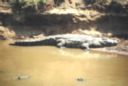 Crocodile. Kenya