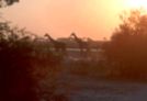 Les girafes fuient au coucher du soleil. Botswana