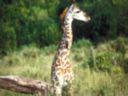 Lovely young giraffe