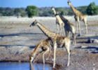 Girafes venant se dsaltrer Namibie